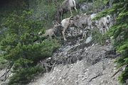 156 - Maligne Canyon, Medicine Lake, Maligne Lake - IMG_1235